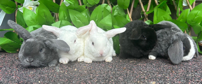 Mini Plush Lops