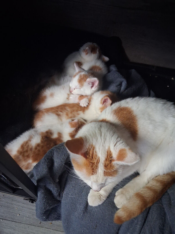 Gorgeous little kittens