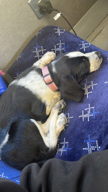Beautiful female puppy for sale