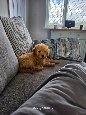 Loving Cockapoo ready to go to a loving home