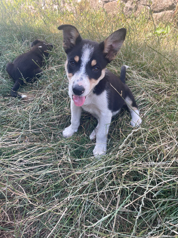 2 beautiful boy pups from our farm