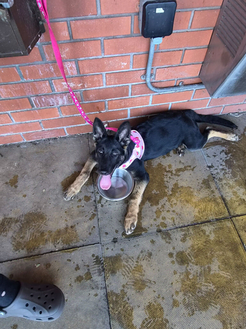 German shepherd puppy