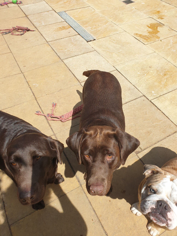 Kc registered chocolate girl