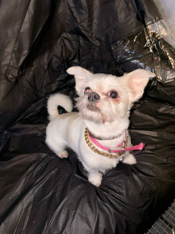 stunning toy merle shih tzu up for stud