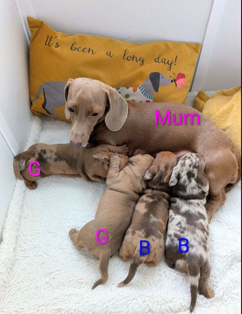 2 Adorable miniature male & female Dachshunds with Beautiful markings for sale