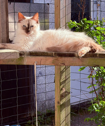 Female ragdoll tica and gccf un neutered