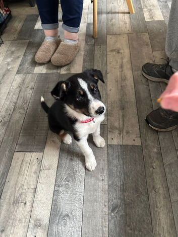 1 border collie male pup.