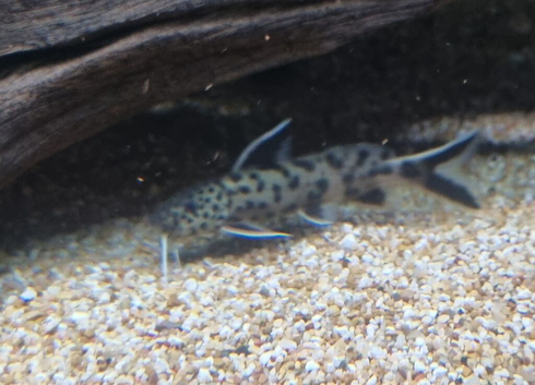 Synodontis petricola