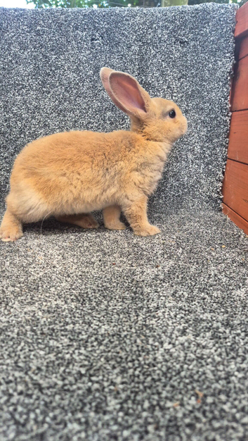 Mini Rex