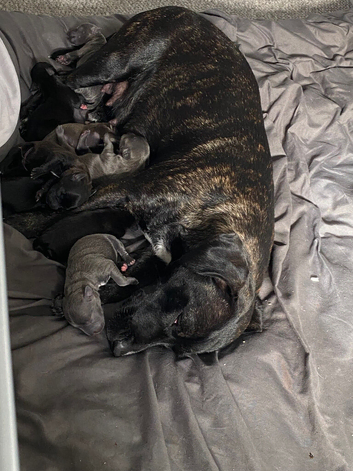 Puppies for sale