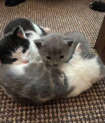 Beautiful Domestic Shorthair kittens- vet-checked
