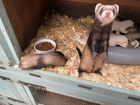Polecat jill