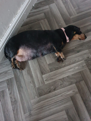 Puppy