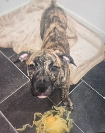 Presa canario pups ready to leave to their forever home
