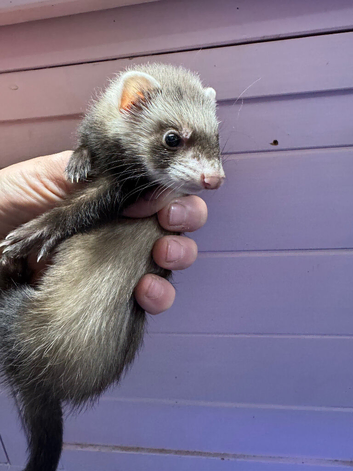 2 x small Jill&rsquo;s  both RESERVED