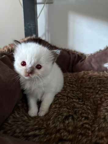 Kittens