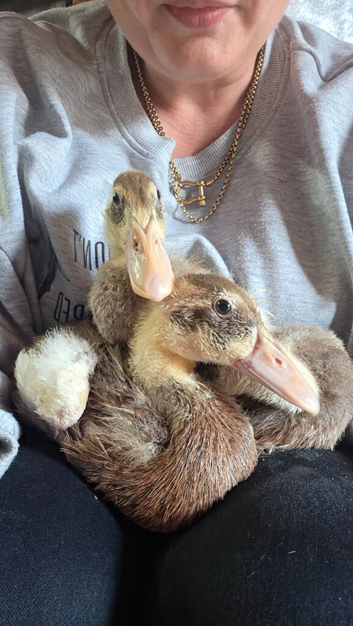 x3 fawn & white indian runner ducklings
