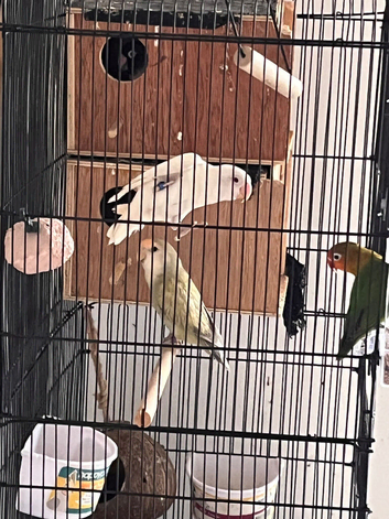 Love birds with free cage