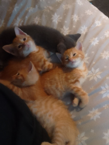 2 ginger males. 9 week old kittens