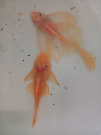 Breeding Bristlenose L144 SF & LF pair and other fish