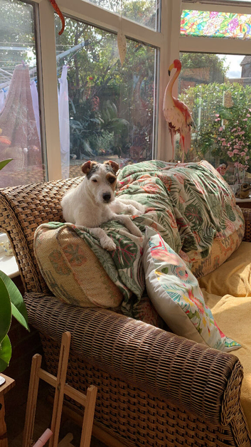 Parsons Jackrussell Terrier