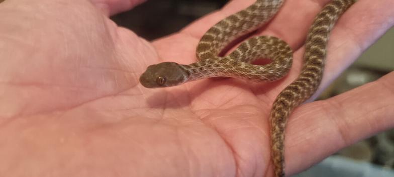 Cb2026 Magagascan cat eyed snakes