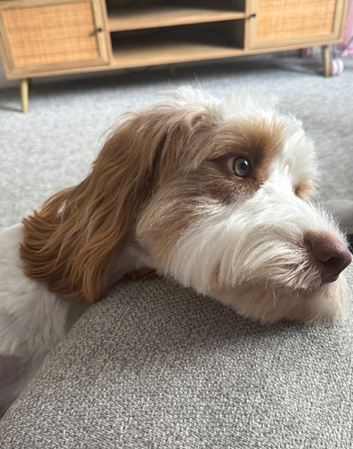 Proven 18 Month old Cockapoo For Stud