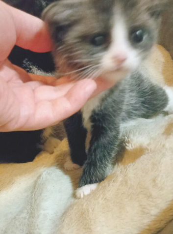 Very loving kittens to forever home