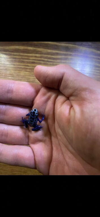 Azureus dart frogs