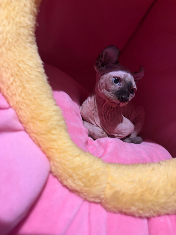Female sphynx kitten