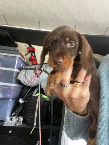 Miniature dachshunds