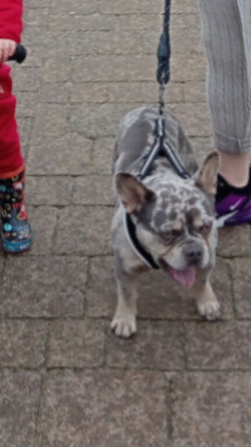 2 year old French bulldog