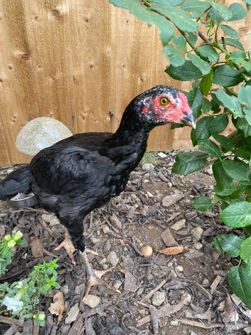 Selling my pet chickens