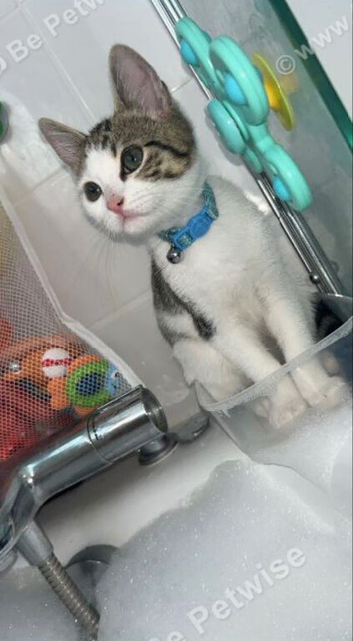 Domestic/Bengal Mix Breed.