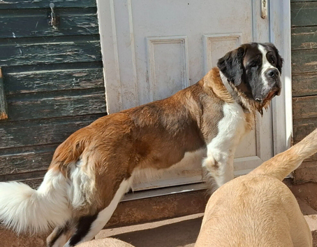 Female Saint Bernard