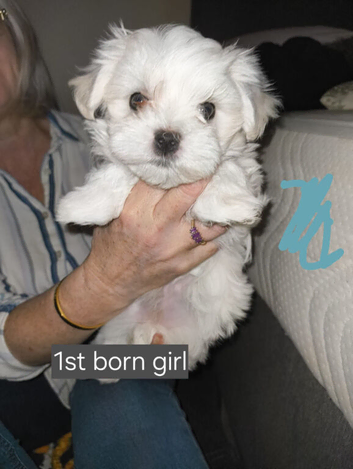KC Maltese Female Family Raised Ready to go