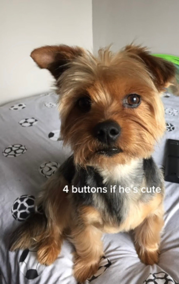 Yorkshire Terrier - available for stud