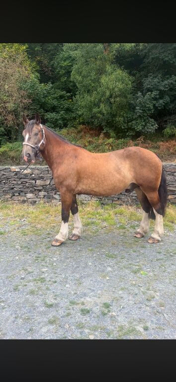 Buddy 16.2 Irish cob