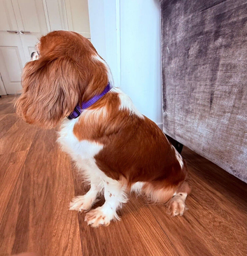 KC registered Cavalier King Charles