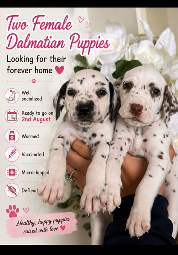 2 female Dalmatian puppies