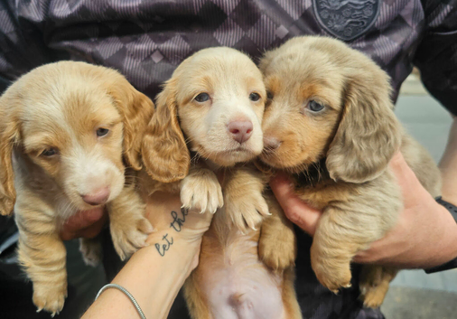 3 Gorgeous long haired males. Health Checked/Microchipped