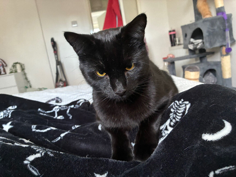 Salem domestic shorthair