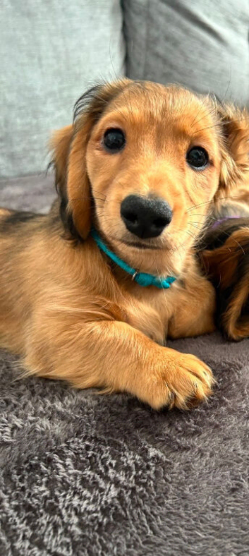 3x miniature Longhaired dachshund - boys
