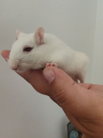 2 male gerbils