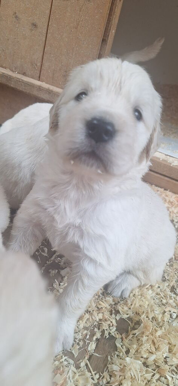 Goldies litter