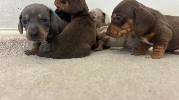 Miniature Dachshund pups