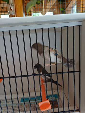 Adult bengalese finches for sale