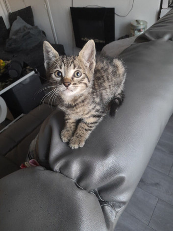 Bengal crossed kittens for sale
