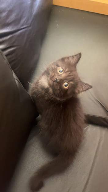 3 kittens