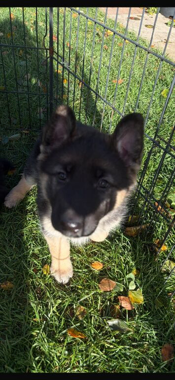 German Shepherd puppy
